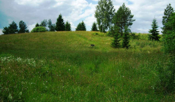 Paieška